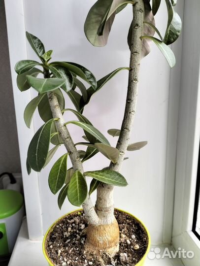 Адениум обесум