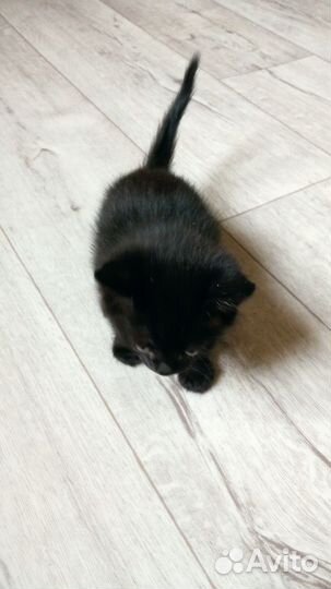 Котята в добрые руки бесплатно