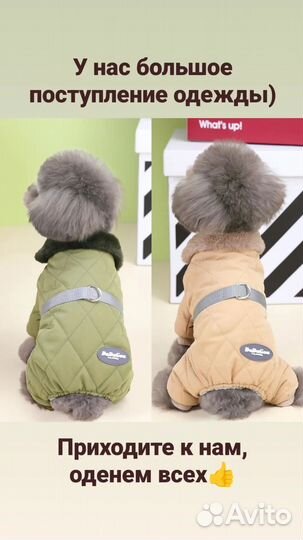 Одежда для собак