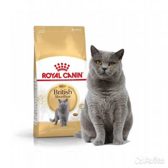 Корм для кошек британских короткошерстных Royal