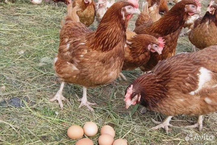 Куры несушки Ломан браун