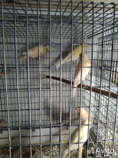 Канарейки, клетки