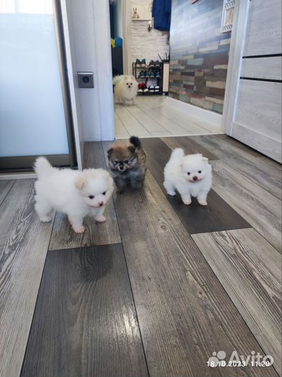 Щенки шпица