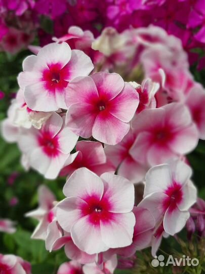 Флоксы многолетние