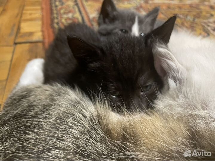 Котенок (мальчик)