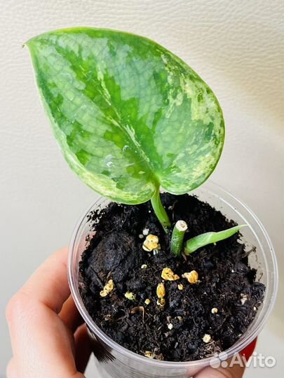 Сциндапсусы