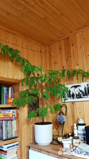 Тамаринд. Индийский финик