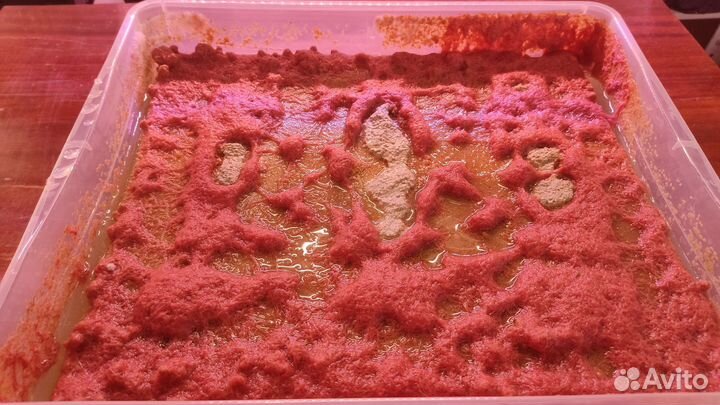 Живой корм для аквариумных рыбок