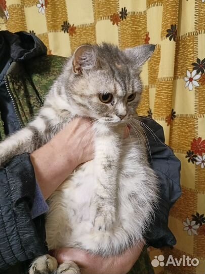 Кошка в добрые руки