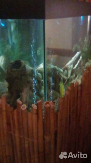 Обслуживание и чистка аквариумов