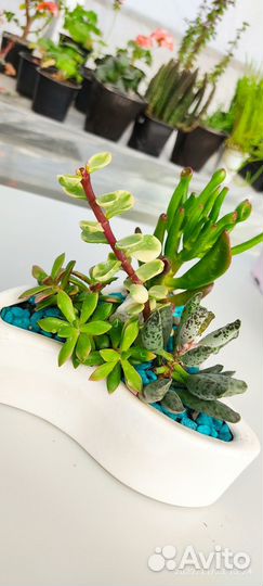 Садик с суккулентами