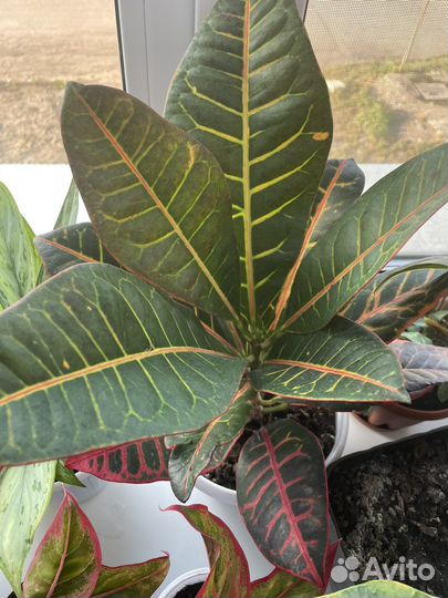 Комнатные растения отростки