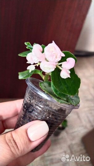 Бегония вечноцветущая махровая