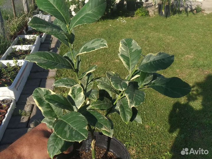 Комнатные цитрусы.Саженцы,Санкт-Петербург