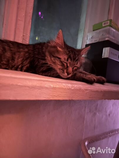 Сибирский котенок мальчик