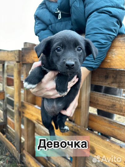 Чара в добрые руки