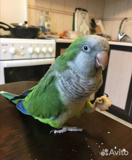 Попугай Монах Калита