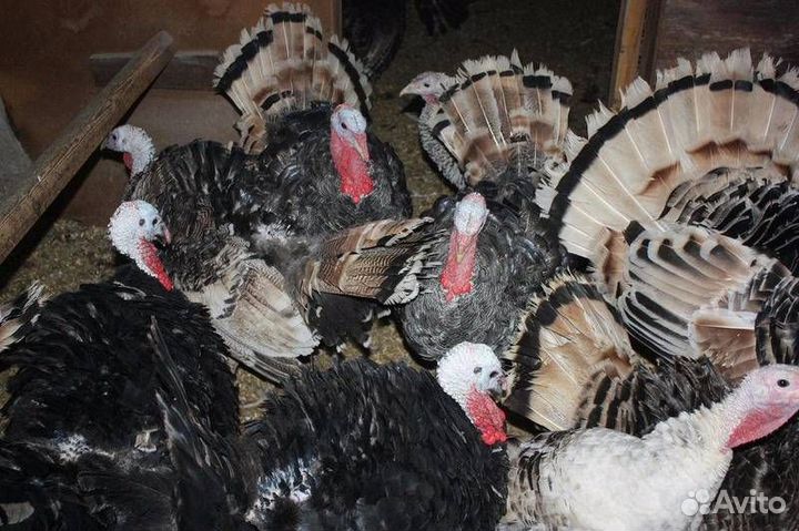 Кролики. Живьём и мясом