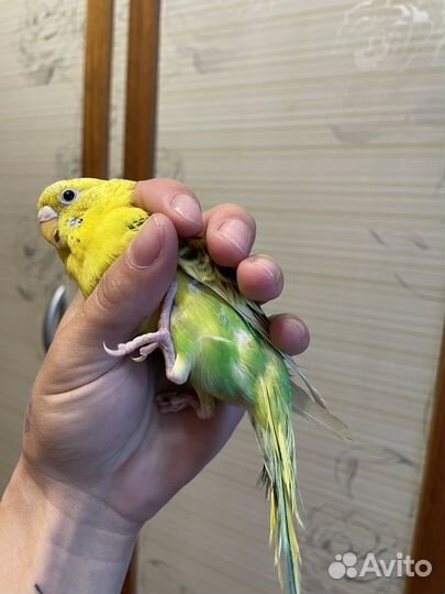 Волнистый попугай