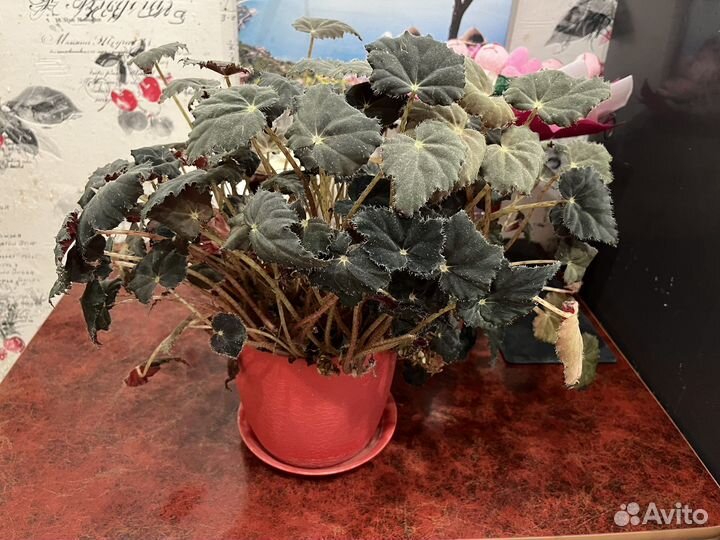 Комнатные цветы