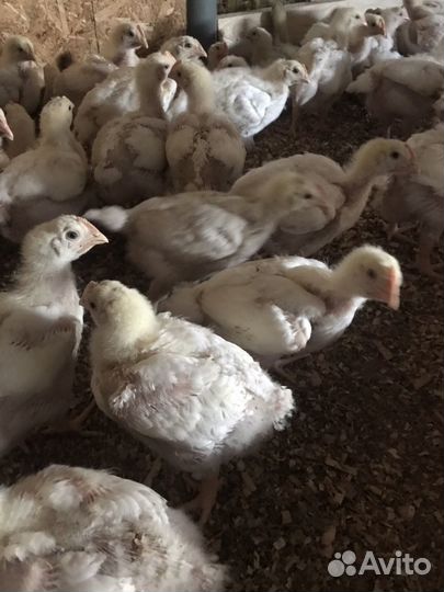 Бройлер,утята,гуси,муларды, индюшата