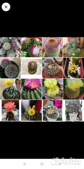 Кактусы в ассортименте