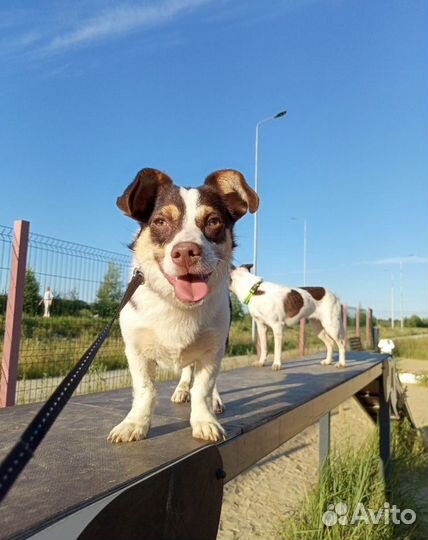 Собака в добрые руки