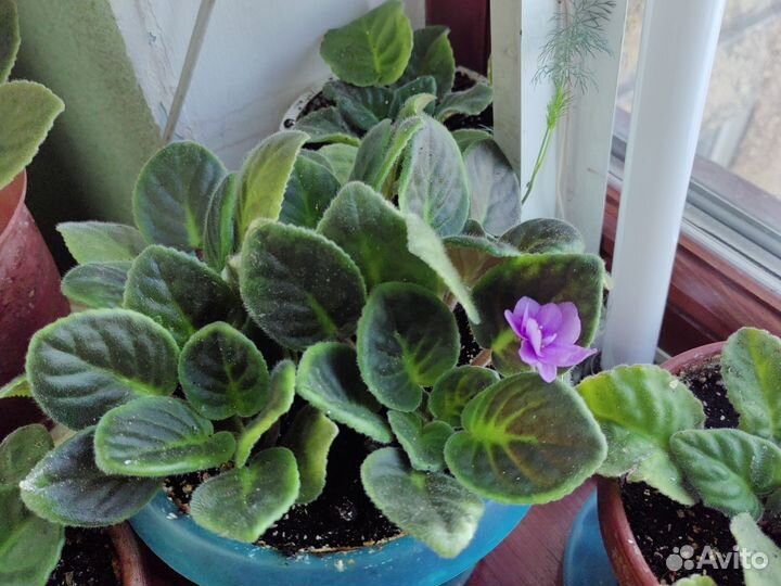 Фиалки и глоксинии