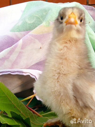 Куры породы кохинхин