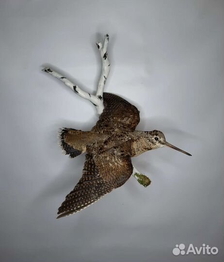 Чучело птицы вальдшнепа