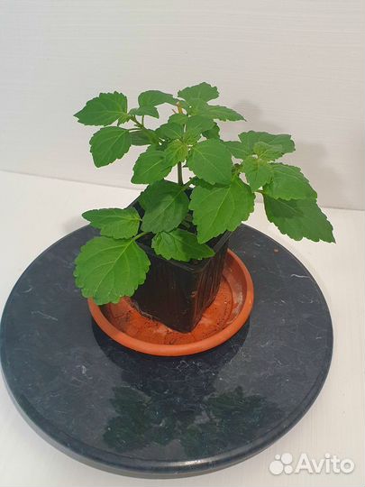 Саженцы Пачули