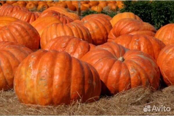 Семена тыквы