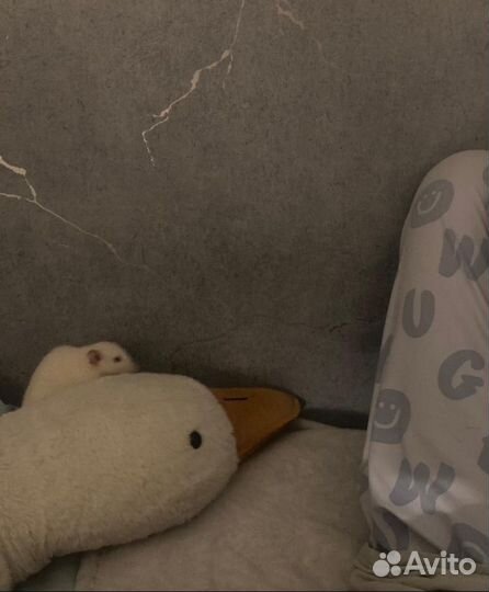 Крыса дамбо с клеткой