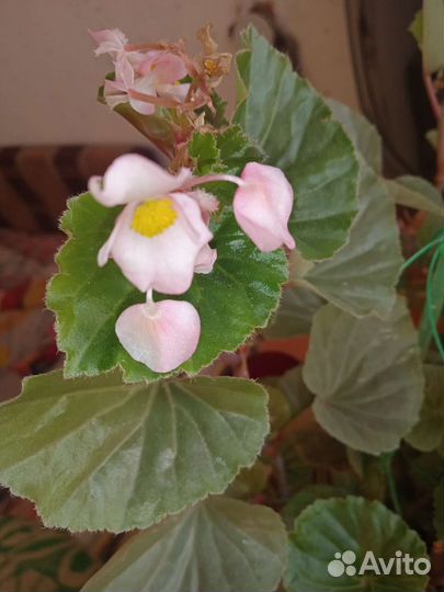 Цветы ухоженные красивые