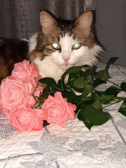 Передержка домашних животных