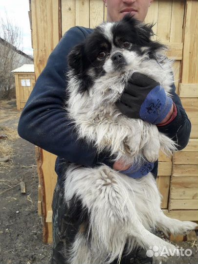 Маленькие собачки ждут своих мам-пап