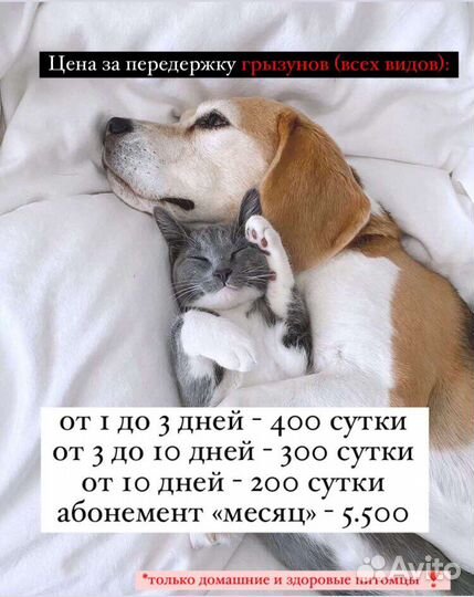 Зоогостиница Передержка кошек, собак, грызунов