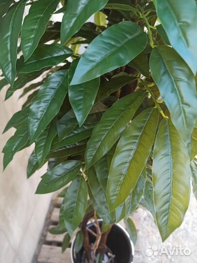 Искуственное дерево