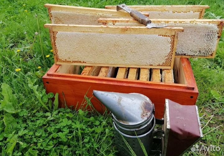 Алтайский мед