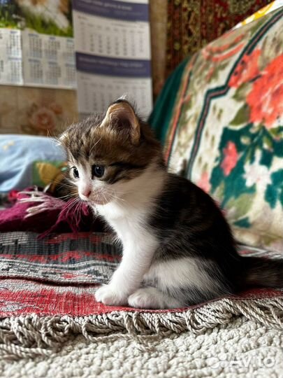 Котята в добрые руки бесплатно