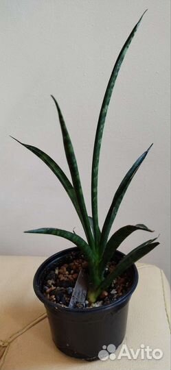 Сансевиерия