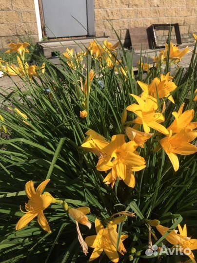 Многолетние цветы для сада