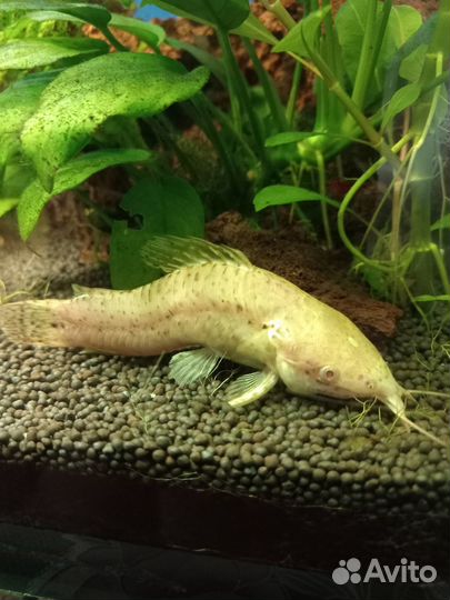 Сом таракатум