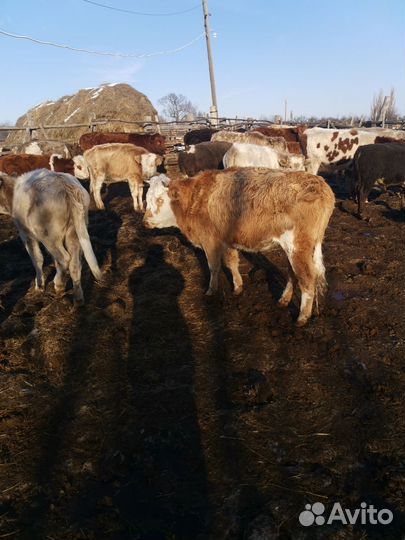Быки живым весом продать