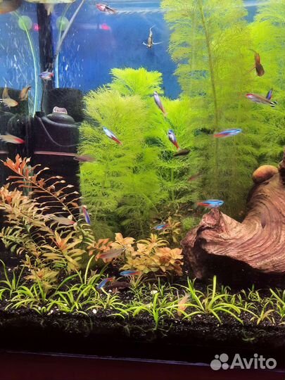 Аквариумные растения,амбулия королевская