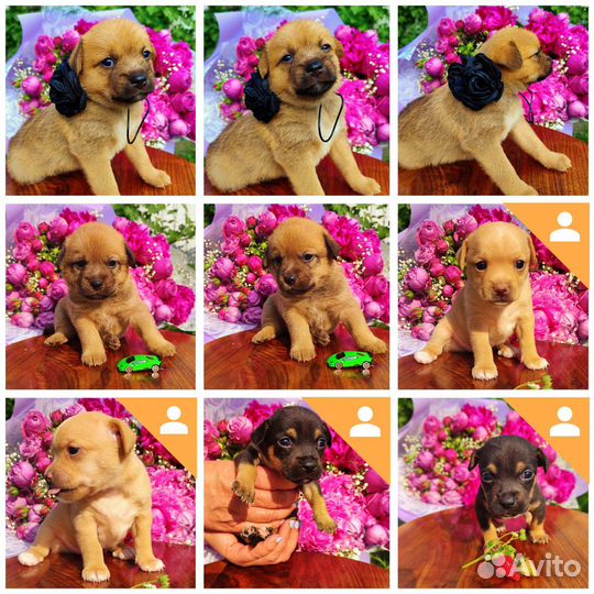 Отдам собаку