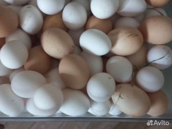 Яйца куриные домашние