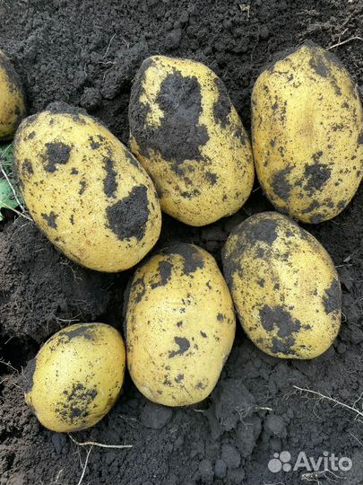 Агроконсалтинг