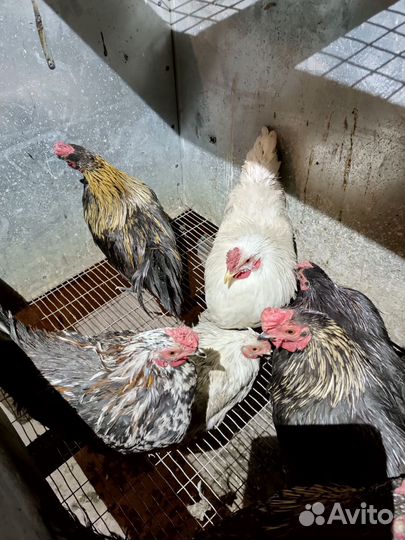 Петушки бентамки