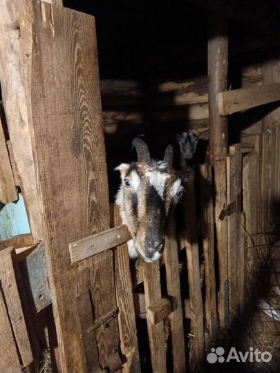 Козы ламанча, нубийцы и пр